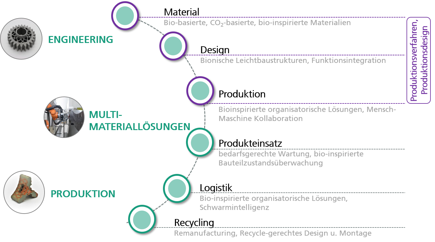 Biological transformation along the product life cycle (exemplary)